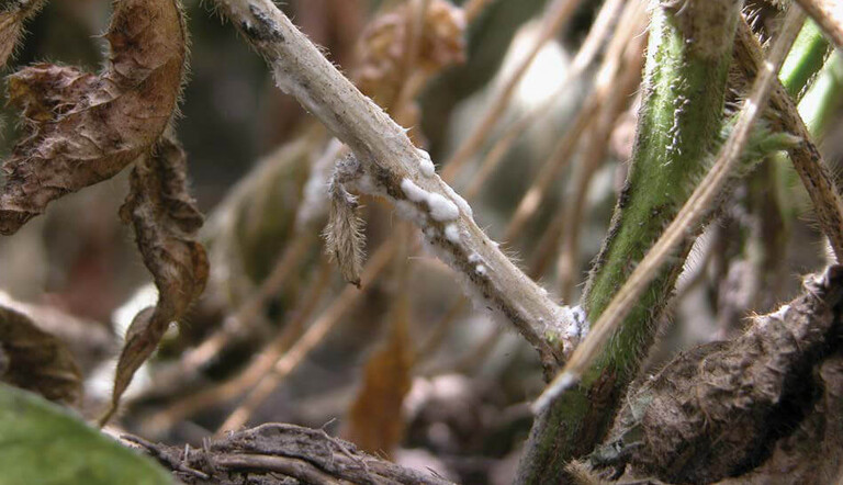 white mold in soybeans