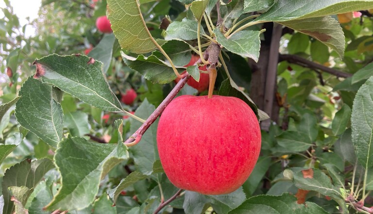 Apple