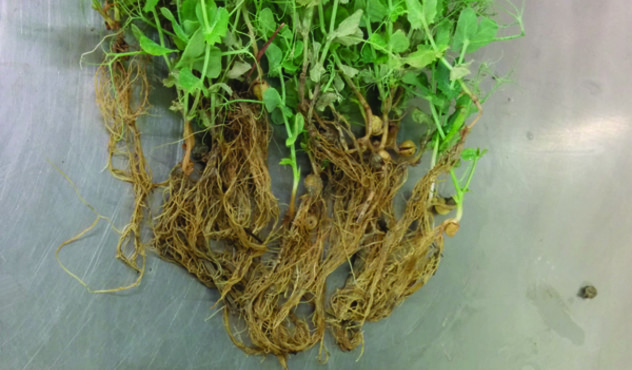 Aphanomyces Root Rot