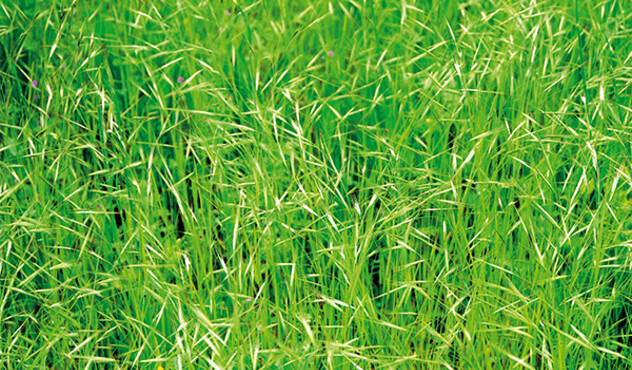 Brome Grass