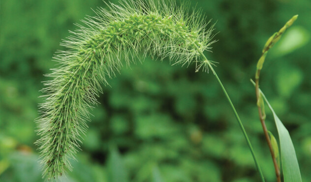 Green Foxtail