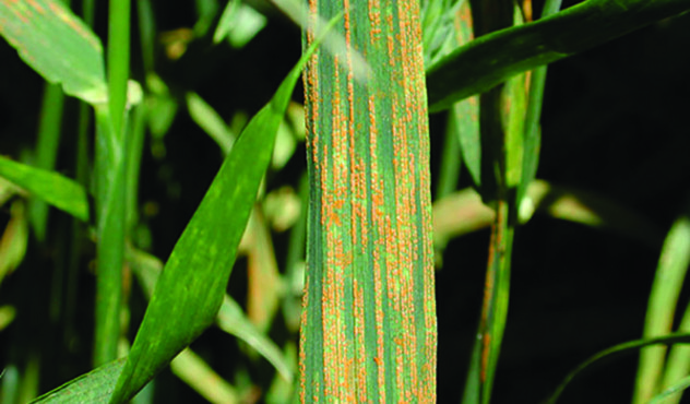 Stripe Rust