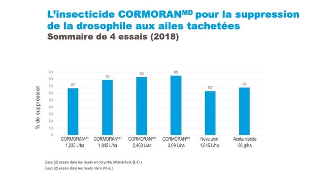 Drosophile aux ailes tachetées