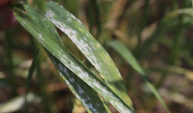 Powdery Mildew in Wheat