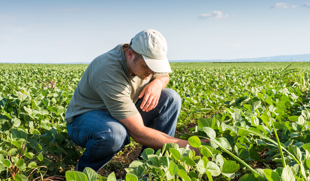 checking soybeans