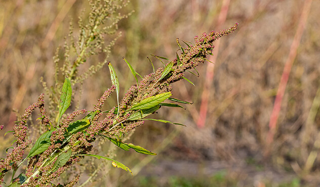Waterhemp