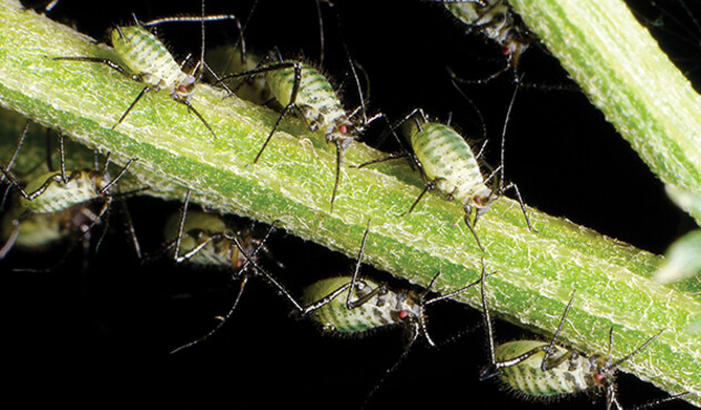 Aphids