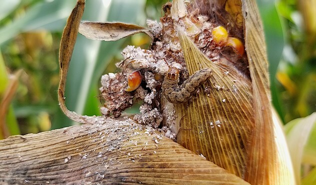 Western Bean Cutworm Image