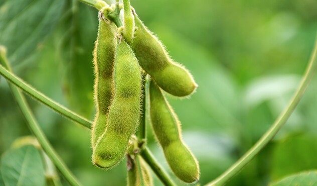 Soybean plant