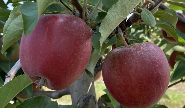apple image