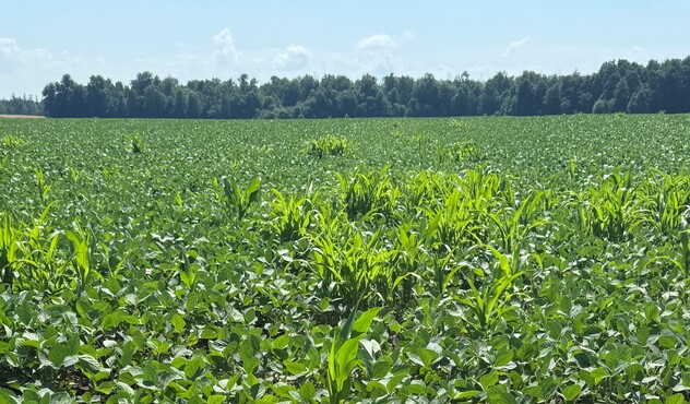 volunteer corn in soybeans