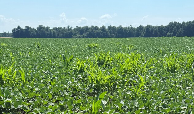 Volunteer corn image