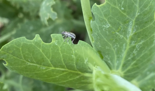 pea leaf weevil