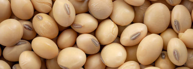 Soybeans_Up_Close