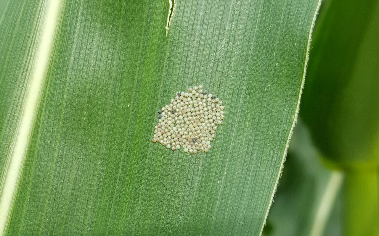 WBC Eggs