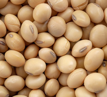 Soybeans_Up_Close