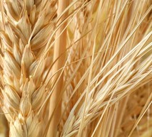 Wheat