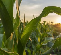 Corn Plant