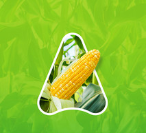 Corn Solutions