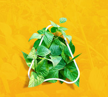 Soybean Web Banner