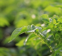potato leaves