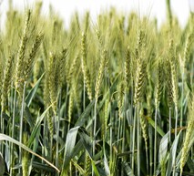 wheat