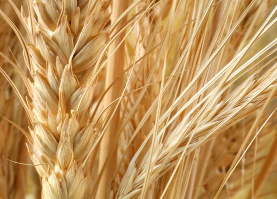 Wheat