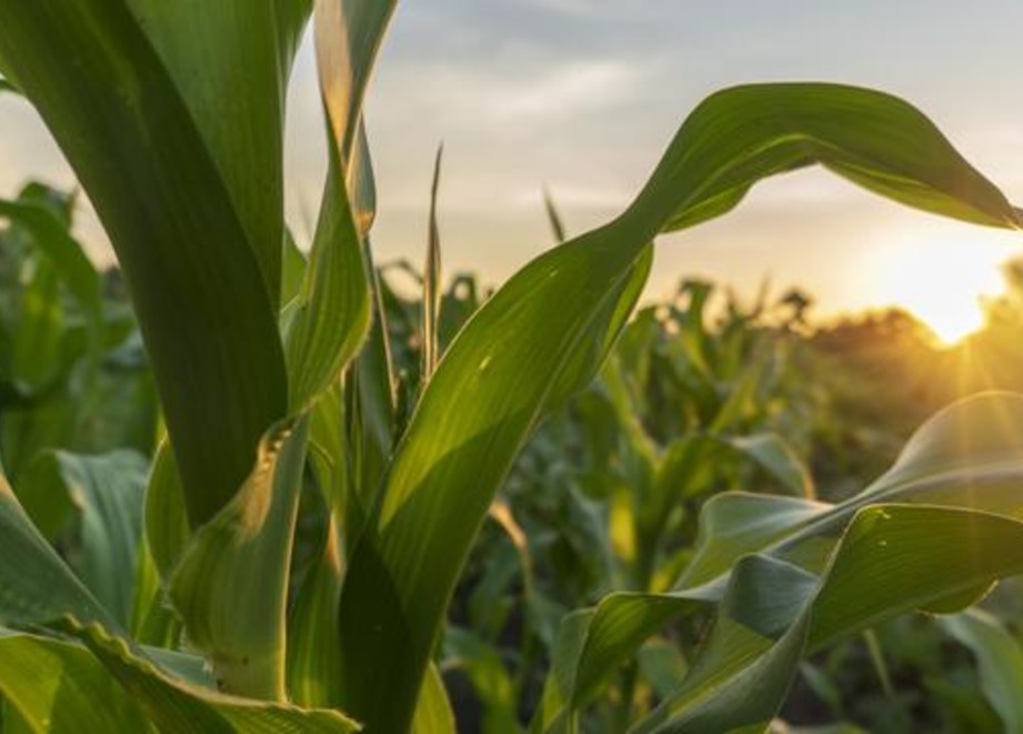 Corn Plant