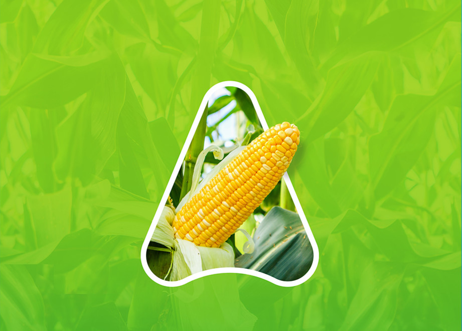 Corn Solutions