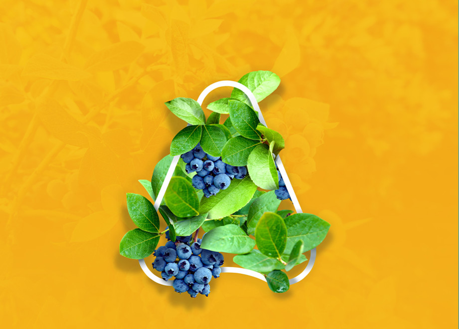 Blueberry Banner