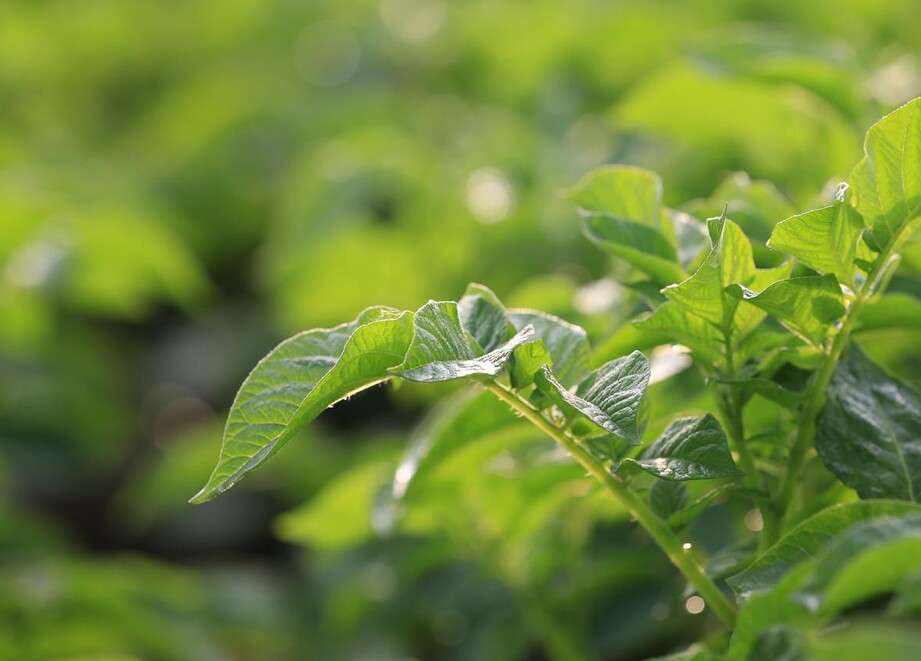 potato leaves