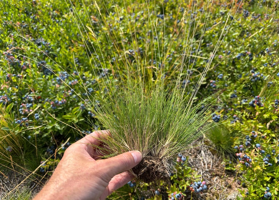 Fescue