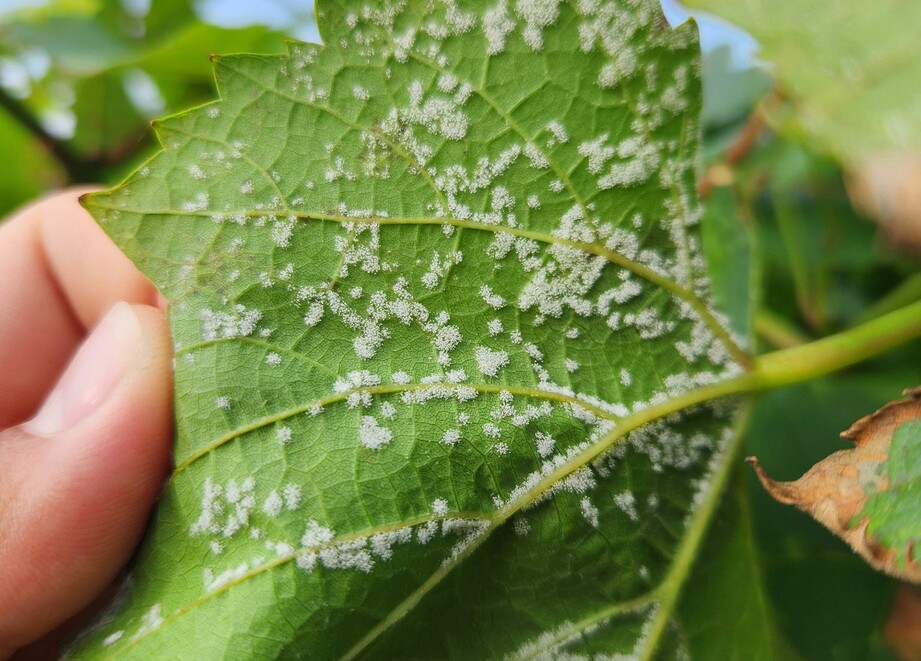 powdery mildew