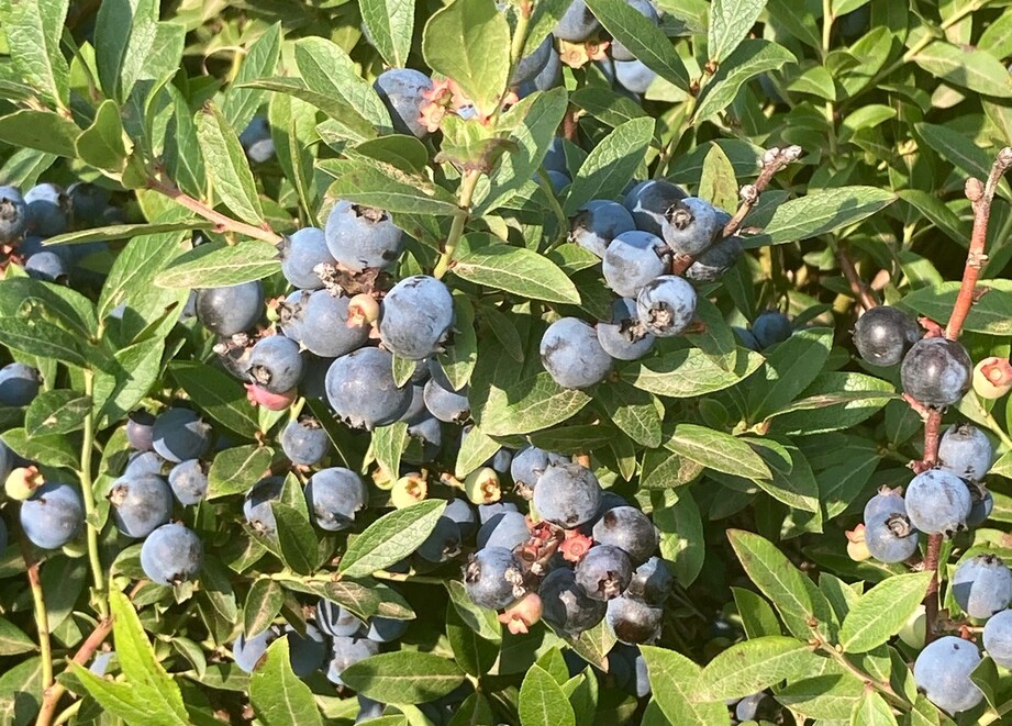 Blueberries