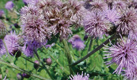 Canada Thistle