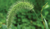 Green Foxtail