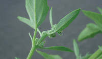 Lambs Quarters