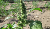 Redroot Pigweed