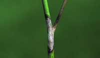 Sclerotinia