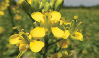 Volunteer Canola