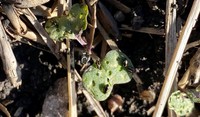 Flea Beetle