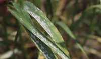 Powdery Mildew in Wheat