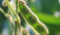 Soybean pod