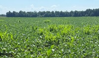 volunteer corn in soybeans