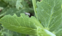 pea leaf weevil