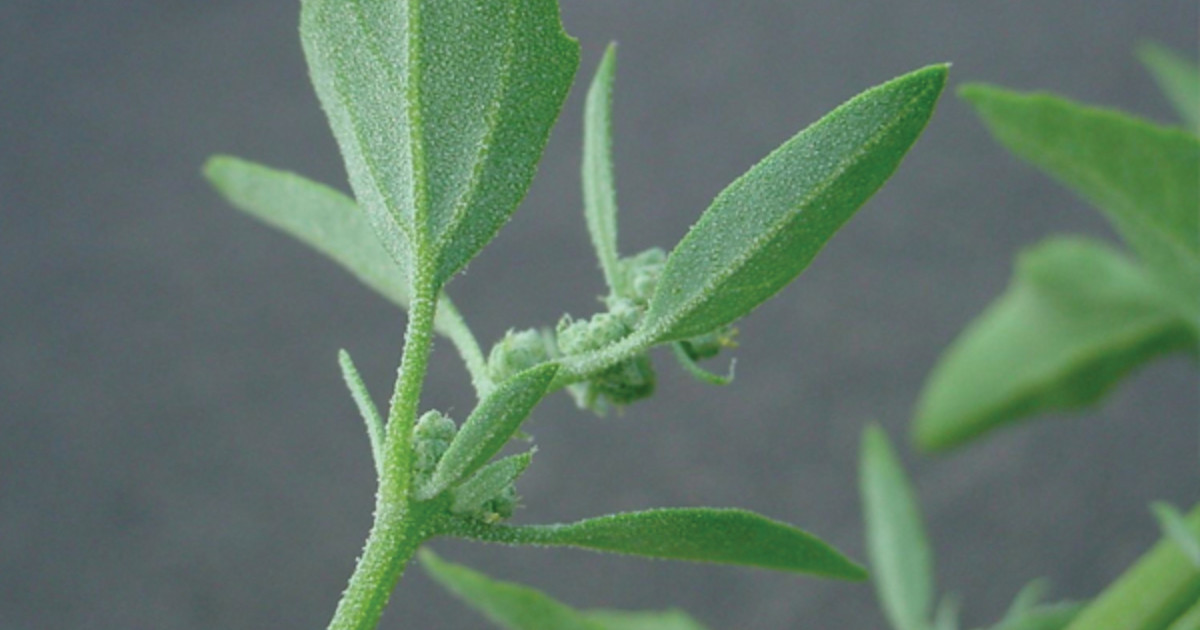 Pest Profile Lamb’s Quarters ADAMA East Canada