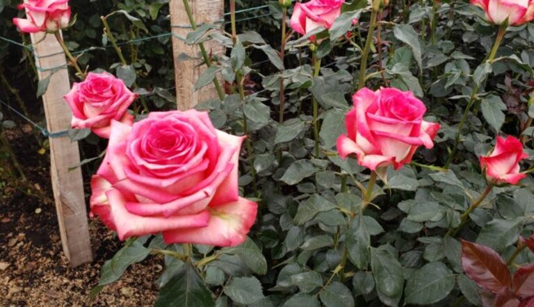 ROSAS