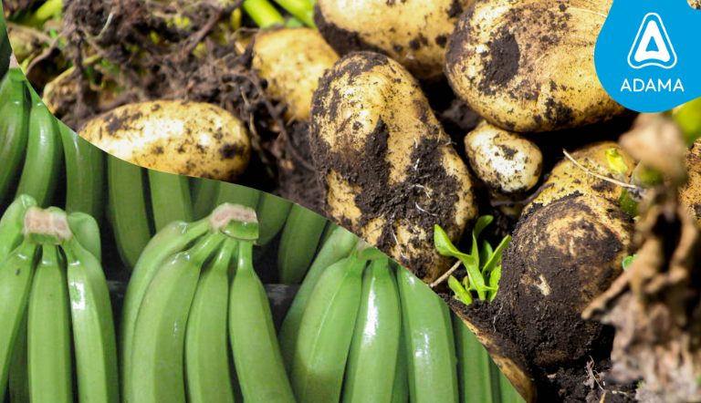 banana potato fungicide adama logo