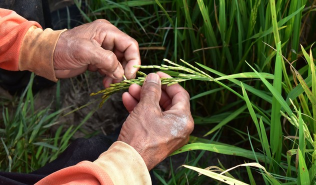 CULTIVO DE ARROZ