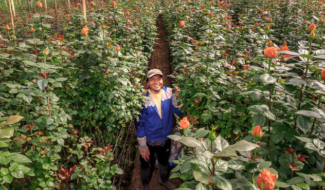 Agricultor en campo de rosas